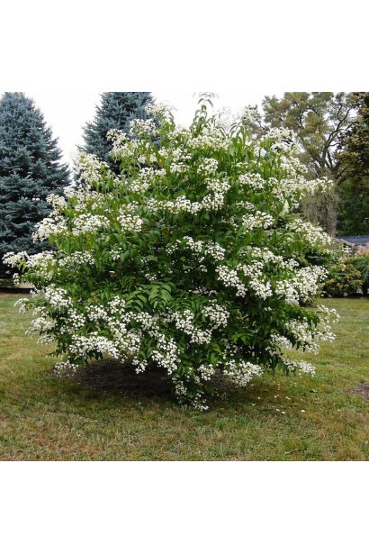 Heptacodium міконієвидний кущ